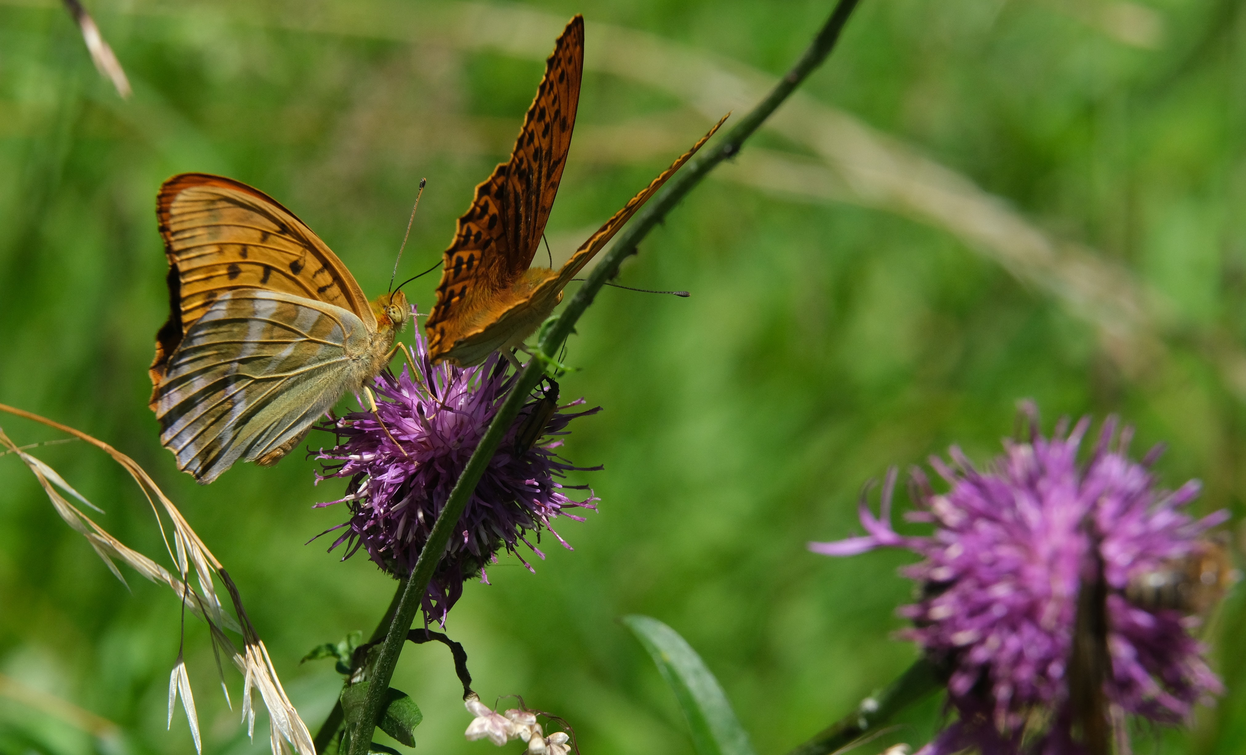 Bunte Schmetterlinge in der Sonne